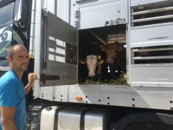 Cattle trucks at the Turkish border