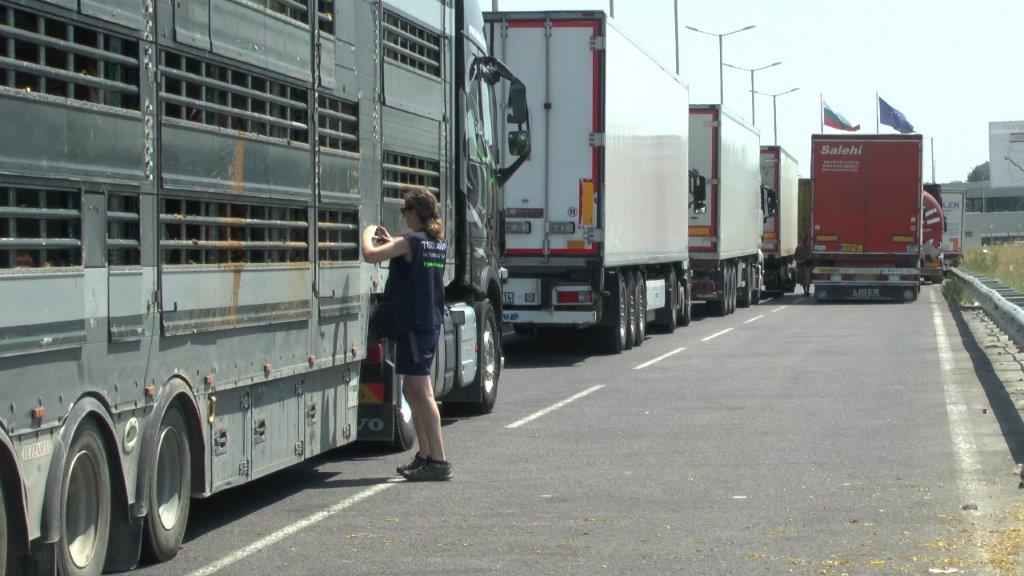 Tiertransportkontrollen an der BG TR Grenze Kapitan Andreevo