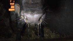 Cow with nasal discharge