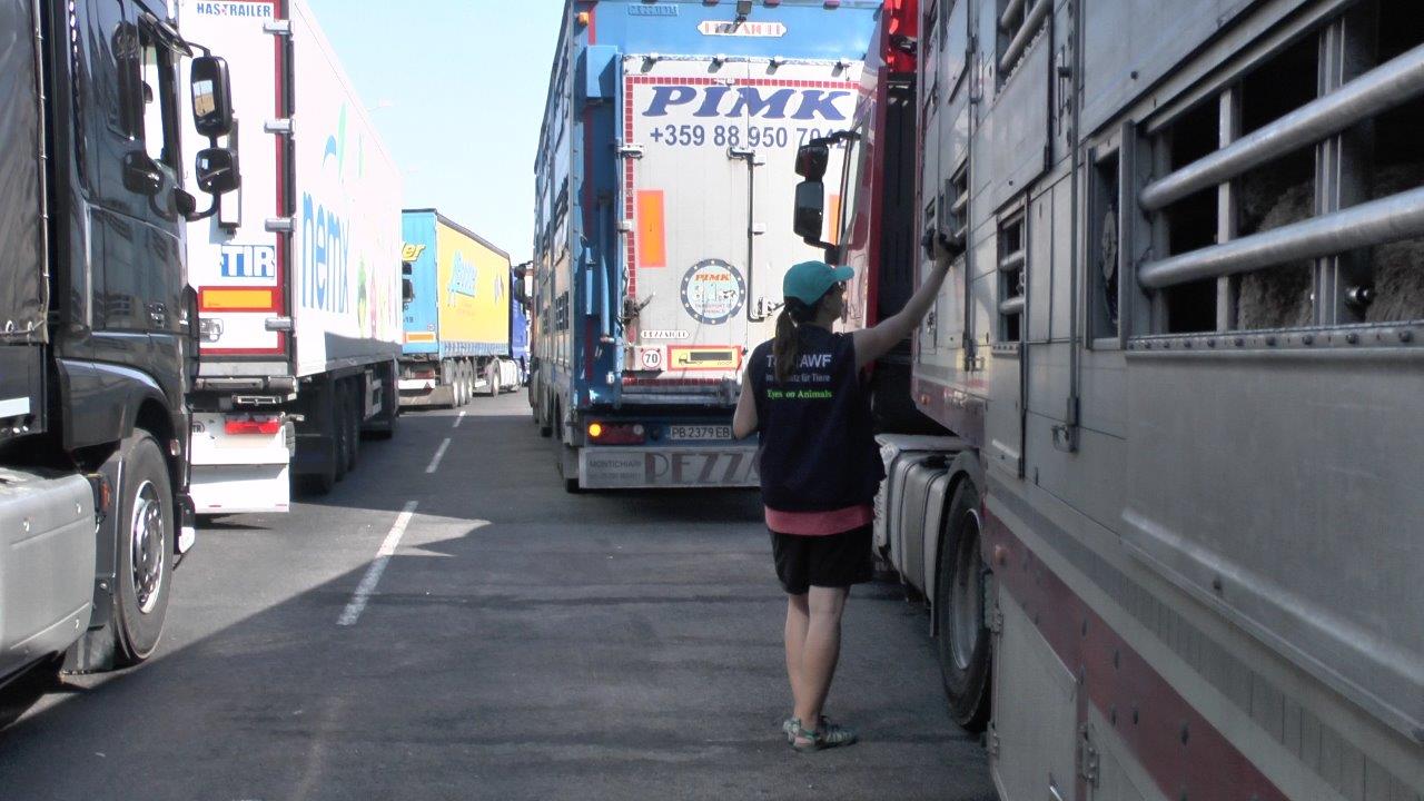  Inspection  of livestock trucks at BG TR border  Kapitan 