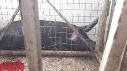 Pig at Tamale slaughterhouse