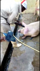 Rendering animals unconscious before slaughter