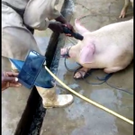 Rendering animals unconscious before slaughter