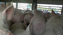 Overcrowded pig transporter