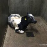 Isolation pen for fragile/suspect calves