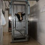 Upright cattle restraint box