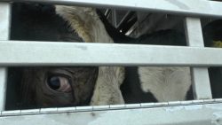 Cattle in transporter