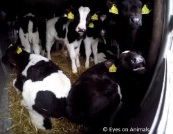 Inside the calf truck
