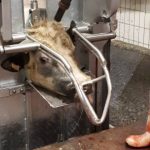 Flanders Meat Group slaughterhouse