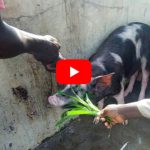 Pig at slaughterhouse in Ghana