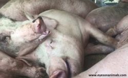 Exhausted pigs