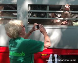 Inspecting pigs in trucks