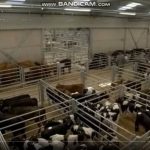 BBC documentary about dairy farms
