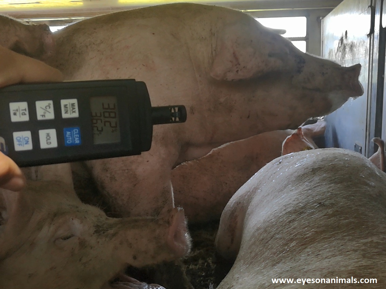 Pigs panting at high temperature