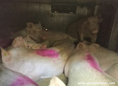 Pigs in modern cross ventilated truck