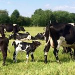 Cows with her calves