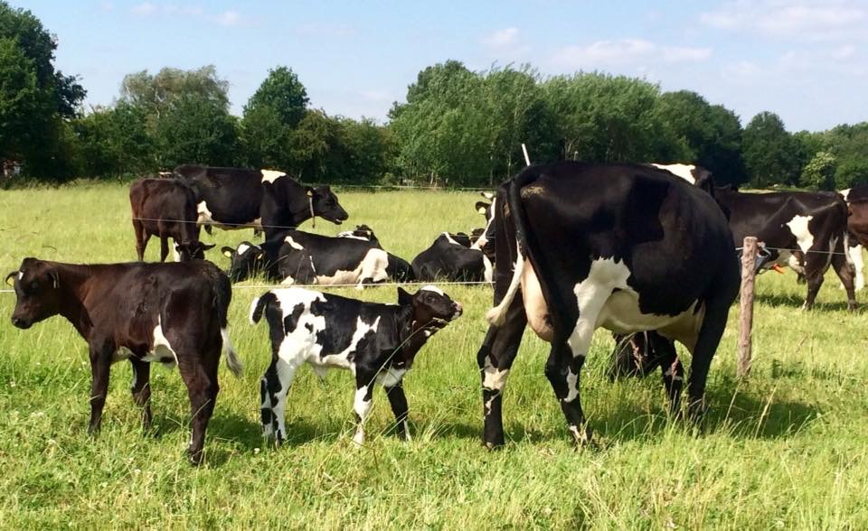 Cows with her calves