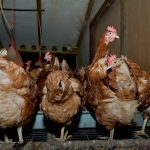 Laying hens