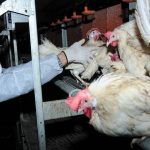 Chicken catching