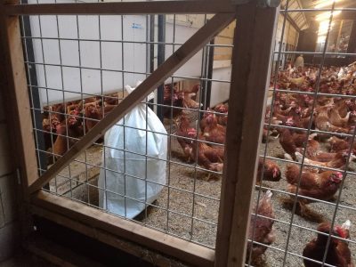 Biodynamic poultry farm Boerveenshof