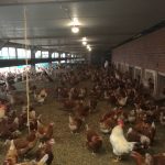 Biodynamic poultry farm Boerveenshof