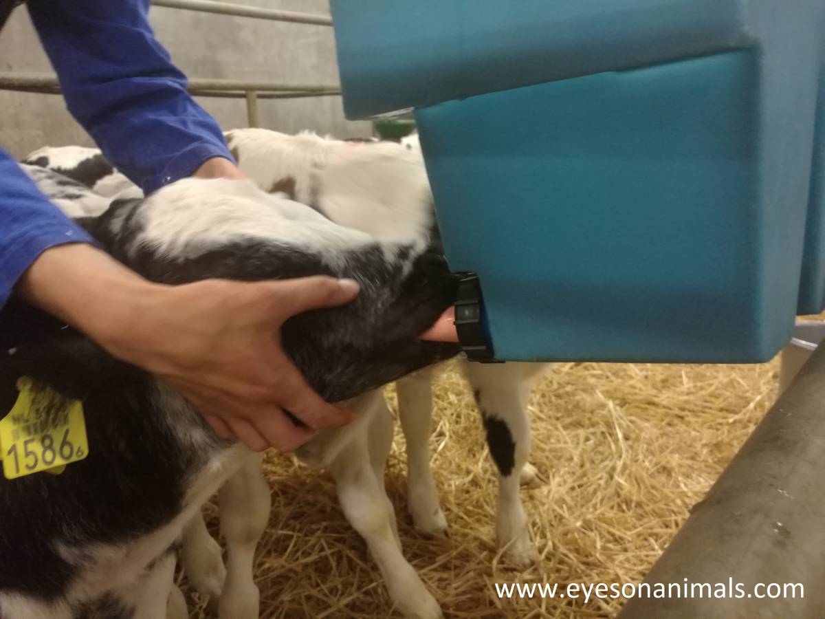 Calves receiving warm water with electrolytes 