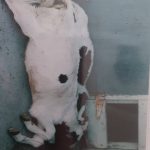 Dead animals