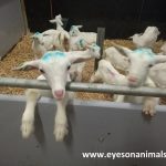 Little goat lambs