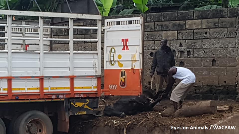 Downer dragged out of truck in Kumasi Ghana