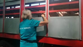 Inspection Pig Transport by Eyes on Animals
