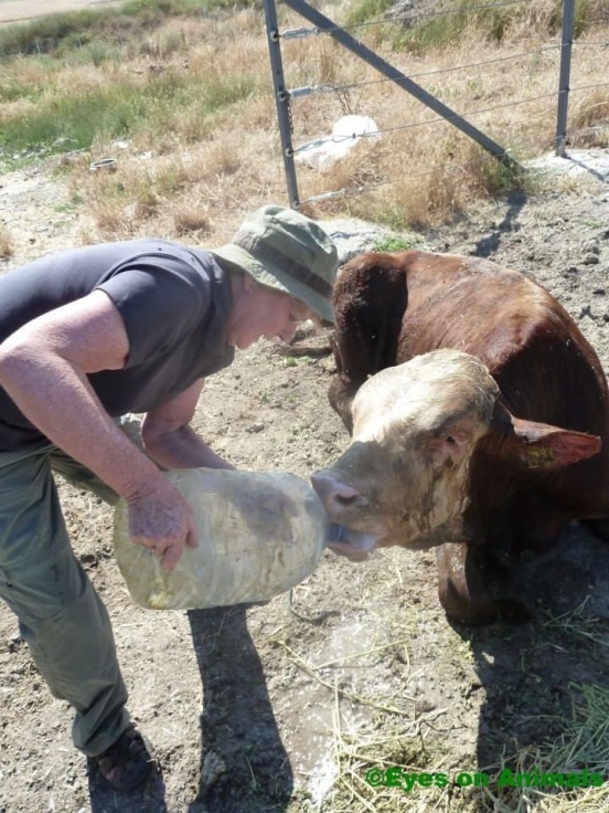 Giving water to cow