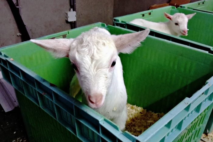 Shorter waiting times for medication goat kids