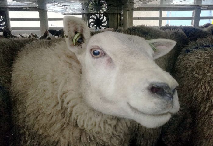 Schaap in vrachtwagen