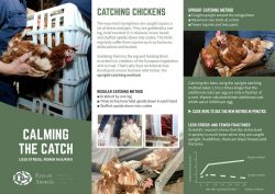 Brochure Catching Chickens calmly