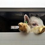 Goat kid in truck