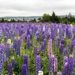 Lupine as excellent alternative to meat