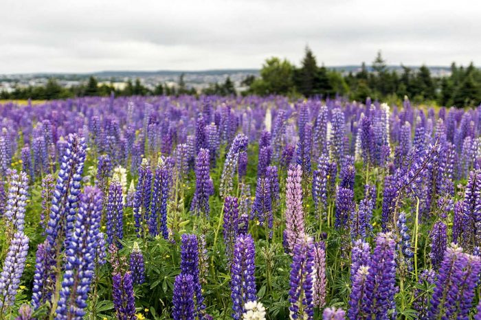 Lupine as excellent alternative to meat