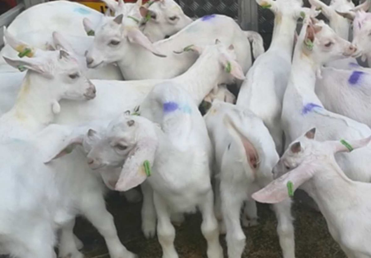 Visit Dutch slaughterhouse male goat kids dairy farming
