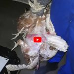 Screenshot New film by Eyes on Animals schowing how spent hens are caught in Europe
