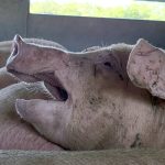 Varken met hittestress in stilstaande veewagen bij slachthuis Vion Boxtel