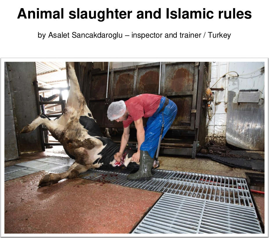 EonA published new essay on Islamic rules during slaughter Eyes on