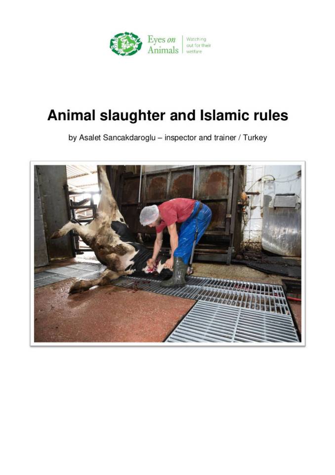 Essay on Islamic rules during slaughter and the beautiful intent of the Prophet Mohammed’s teachings on animal-welfare