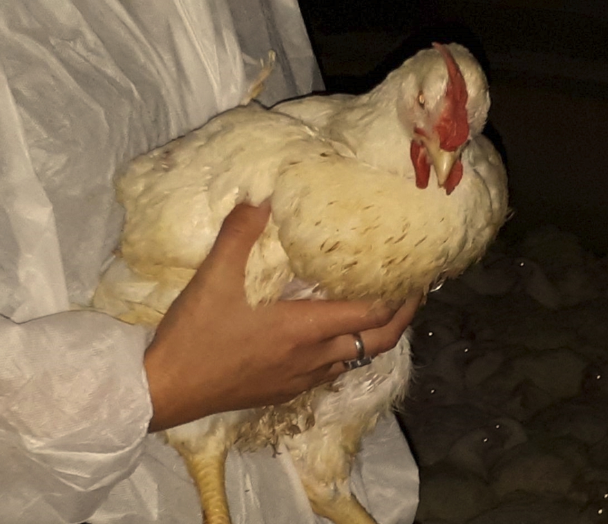 Upright catching of a white chicken
