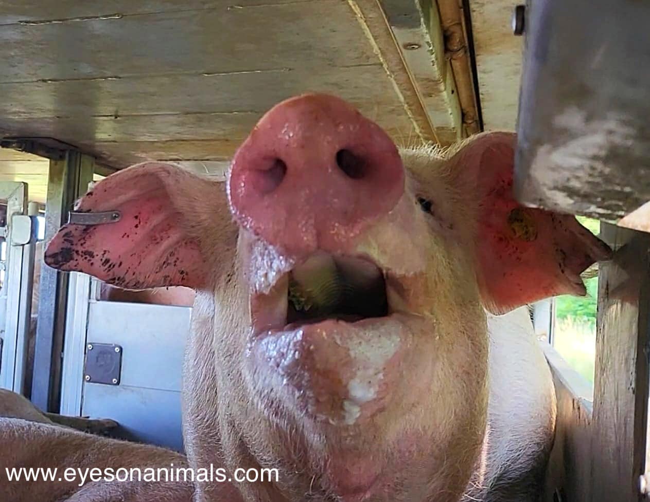 Fine VION pigslaughterhouse Boxtel long waiting times summer