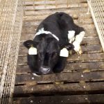 Calf in single calf box