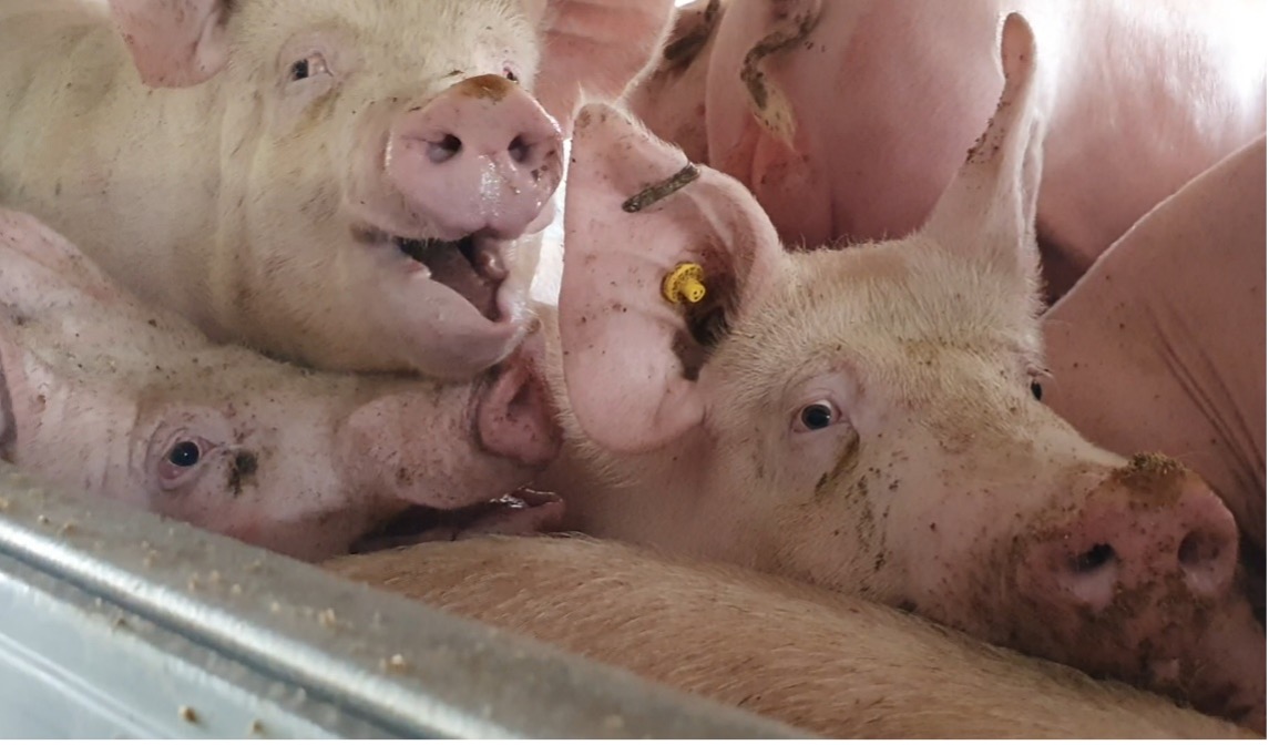 Pigs in heatstress shortly after arrival