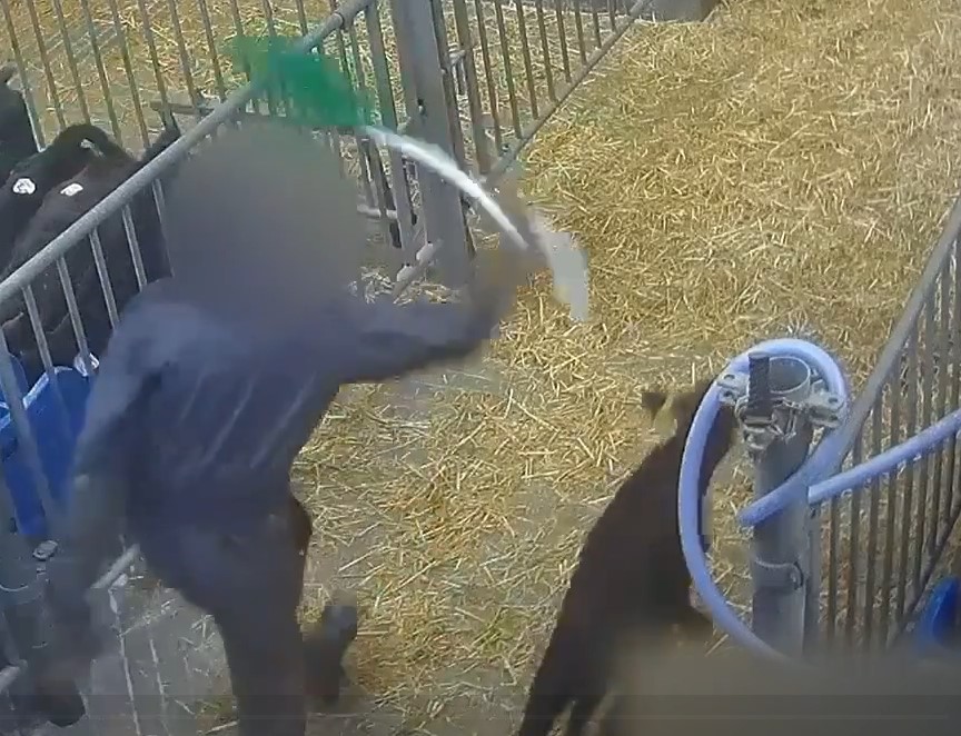 Abuse of unweaned calves at control post with a paddle