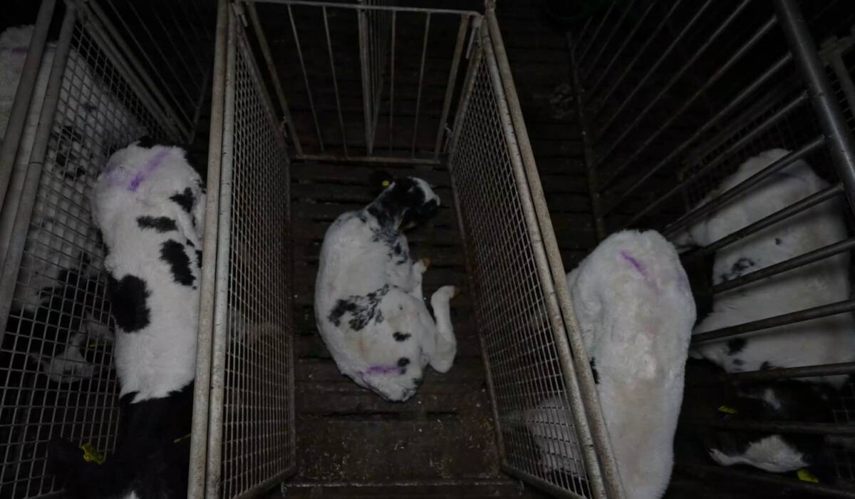 Calves in barren, tiny individual pens with a hard slatted wooden floor to lie on