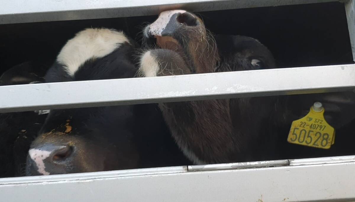 Hungry calves crying for milk