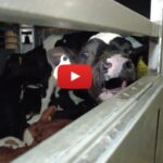 hungry and exhausted calves on long distance transport